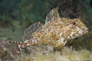 Long spined scorpion fish. Trefor pier. D3, 60mm. by Derek Haslam 